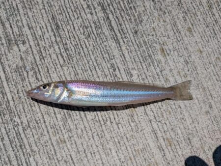 釣り場を転々と